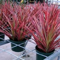 Gambar Tanaman hias pandan Suji tricolor dari febrianflorra undefined 1 Tokopedia