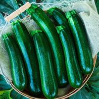 Gambar ZUCCHINI GREEN / COURGETTE FRESH / ZUKINI HIJAU SEGAR 500 GRAM/PACK dari Chimp Chimp Bob undefined 2 Tokopedia