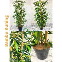 Gambar Pohon Hias Daun Bambu Hijau Kuning Latex Artificial Pot Hitam Plastik - Kuning dari Rickartificial undefined 5 Tokopedia