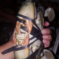Gambar Kepiting (jawa, tarakan, dan papua) dikemas dalam kondisi hidup - S dari Lobsterindo Semarang undefined 2 Tokopedia