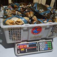 Gambar Kepiting (jawa, tarakan, dan papua) dikemas dalam kondisi hidup - S dari Lobsterindo Semarang undefined 5 Tokopedia
