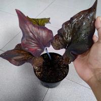 Gambar tanaman hias Caladium Ojwala dari Galuh Florist undefined 1 Tokopedia