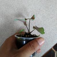 Gambar tanaman hias Caladium Ojwala dari Galuh Florist undefined 3 Tokopedia