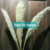 Gambar Bunga tebu gajah bunga glagah hiasan dinding perikat dari Toko Dz Herbal undefined 2 Tokopedia