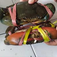 Gambar kepiting bakau jantan dari Toko Sasa22 undefined 1 Tokopedia