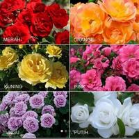 Gambar bunga mawar floribunda tanaman dari Ananta Jaya Kusuma undefined 1 Tokopedia