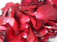 Gambar kelopak bunga mawar merah segar dari Cantika Flower New undefined 1 Tokopedia