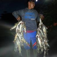 Gambar Kucur - Umpan Spesial Ikan Baung || 600Gram || Gratis 6 Kail Pancing dari Umpan Kucur undefined 3 Tokopedia