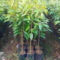 Gambar bibit durian musangking unggul dan murah dari pusatgrosirbibitt undefined 3 Tokopedia