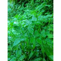 Gambar Sayuran Langka Daun Tespong / Selom / Oenanthe Javanica Seladren Segar dari Jayasari Herbal undefined 2 Tokopedia
