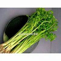 Gambar Sayuran Langka Daun Tespong / Selom / Oenanthe Javanica Seladren Segar dari Jayasari Herbal undefined 1 Tokopedia