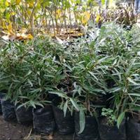 Gambar Bahan Bonsai Ficus Afrika Impor Asli dari Nirvana Flora undefined 1 Tokopedia