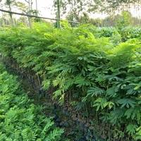 Gambar Bibit Pohon Sengon Laut Super Lurus, Paket 10bibit, Tinggi 1meter Up dari Pesona Bibit Unggul undefined 2 Tokopedia