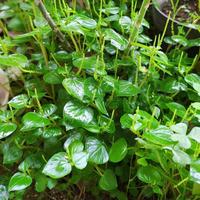 Gambar Tumbuhan sirih cina (sirih bumi) segar 100% original dari Neosant herbal catalog undefined 1 Tokopedia