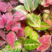 Gambar Aglonema Karibian dari mixmaxmix undefined 3 Tokopedia