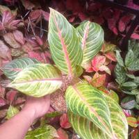 Gambar Aglonema Karibian dari mixmaxmix undefined 4 Tokopedia