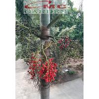 Gambar Buah Biji Benih Palm Palem Raja Roystonea Regia 1 Buah PR-B-01 dari OMC-Shop undefined 2 Tokopedia