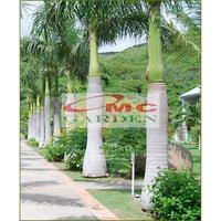 Gambar Buah Biji Benih Palm Palem Raja Roystonea Regia 1 Buah PR-B-01 dari OMC-Shop undefined 5 Tokopedia
