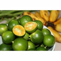 Gambar JERUK KUNCI JERUK SONKIT LEMON CUI JERUK KASTURI JERUK KALAMANASI dari ud. Thanisa undefined 1 Tokopedia