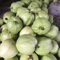 Gambar buah jambu kristal fresh 1 kg / jambu non biji dari putrabuah&& undefined 2 Tokopedia