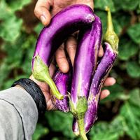Gambar TERONG UNGU PANJANG dari KIOS BUAH SEGAR OFFICIAL undefined 2 Tokopedia