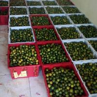 Gambar JERUK KUNCI JERUK SONKIT LEMON CUI JERUK KASTURI JERUK KALAMANASI dari Thanisa101010 undefined 3 Tokopedia