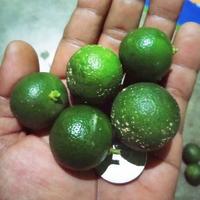 Gambar JERUK KUNCI JERUK SONKIT LEMON CUI JERUK KASTURI JERUK KALAMANASI dari ud. Thanisa undefined 2 Tokopedia