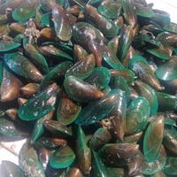 Gambar kerang ijo hidup 1 kg dari Rumbo Sayur undefined 2 Tokopedia