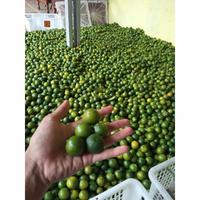 Gambar JERUK KUNCI JERUK SONKIT LEMON CUI JERUK KASTURI JERUK KALAMANASI dari ud. Thanisa undefined 3 Tokopedia