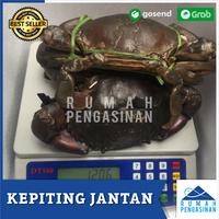 Gambar Kepitin Jantan Besar Hidup (1kg Isi 2 Ekor) / MUD CRAB LIVE / kepiting dari rumah pengasinan undefined 2 Tokopedia