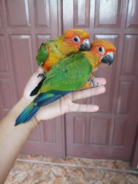 Gambar Burung Parrot : Baby Lolohan Jenis Sun Conure Siap Di Latih Gaan dari Satrio_RBF undefined 2 Tokopedia