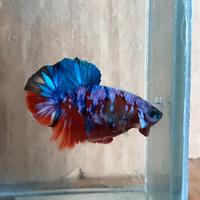 Gambar ikan cupang multicolor dari Toko Cupang Betta undefined 1 Tokopedia