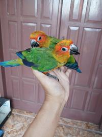Gambar Burung Parrot : Baby Lolohan Jenis Sun Conure Siap Di Latih Gaan dari Satrio_RBF undefined 3 Tokopedia