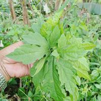 Gambar Daun pare hutan/Paria gengge,250 gram segar dari RahmatPenjual73 undefined 1 Tokopedia