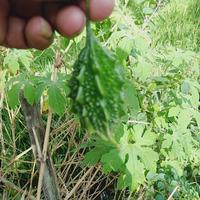 Gambar Daun pare hutan/Paria gengge,250 gram segar dari RahmatPenjual73 undefined 2 Tokopedia