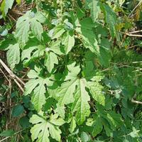 Gambar Daun pare hutan/Paria gengge,250 gram segar dari RahmatPenjual73 undefined 3 Tokopedia