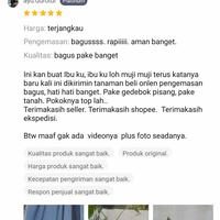 Gambar Tanaman hias bibit keladi homalomena batang merah - batang hijau dari Gubuk Papringan undefined 3 Tokopedia