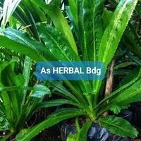 Gambar Jual Daun Walang Sangit 500 gram segar-az dari As HERBAL Bdg undefined 1 Tokopedia