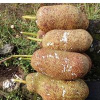 Gambar nangka cempedak 1 buah super manis - kecil dari putrabuah&& undefined 2 Tokopedia