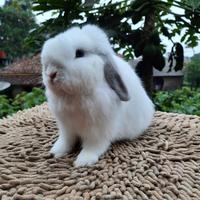 Gambar kelinci holland lop broken frosty dari Kelinci Boboo undefined 3 Tokopedia
