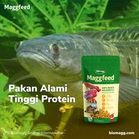 Gambar pakan pelet makanan ikan predator channa oscar malabar - maggfeed dari YUZAMED MEDICAL undefined 1 Tokopedia