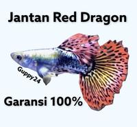 Gambar Guppy jantan Red Dragon dari Guppy24 undefined 1 Tokopedia