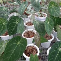 Gambar anthurium magnificum verde kuping gajah dari GREENPLANTS.ID undefined 3 Tokopedia