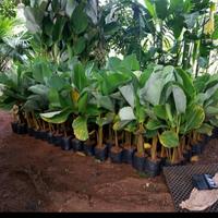 Gambar tanaman hias calatea lutea pisang kipas dari nandi taman undefined 2 Tokopedia