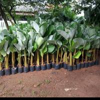Gambar tanaman hias calatea lutea pisang kipas dari nandi taman undefined 1 Tokopedia
