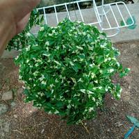 Gambar tanaman rumput mutiara dari Barokah mulya pak mus undefined 1 Tokopedia