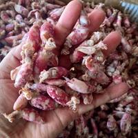 Gambar baby cumi asin kering per 500gr dari Sumber Laut_NEW undefined 1 Tokopedia
