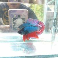 Gambar ikan cupang besgelan/celo dari BettaLocalOfficial undefined 2 Tokopedia