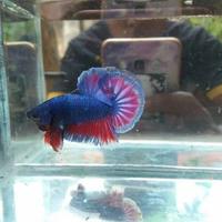 Gambar ikan cupang besgelan/celo dari BettaLocalOfficial undefined 4 Tokopedia