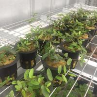 Gambar Ficus sp. (mini) / tanaman rambat / tanaman paludarium / terrarium dari Tobias Aquarium undefined 2 Tokopedia